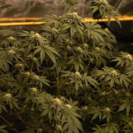 Paradise Seeds - Candy Breath