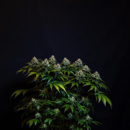 Super Skunk - Spliff Seeds