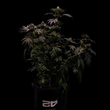 Fast Buds - Rainbow Melon