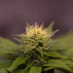 White Berry - Paradise Seeds