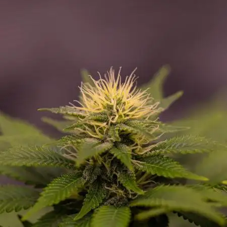 White Berry - Paradise Seeds