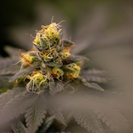 Special Kush - Paradise Seeds