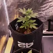 Strawberry Gorilla Auto RF3 - FastBuds
