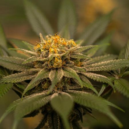 Paradise Seeds - Opium
