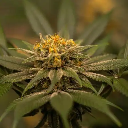 Paradise Seeds - Opium