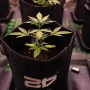 Mendo Guavo Auto