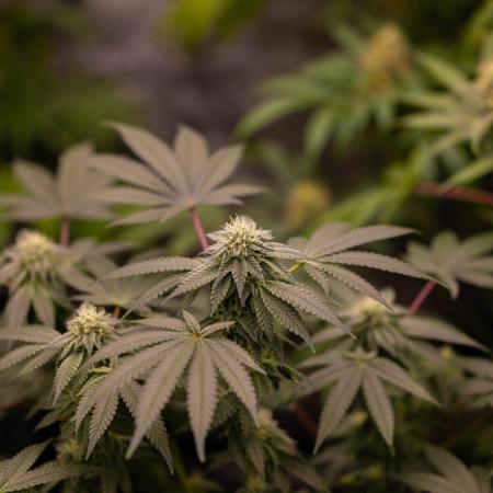 Z42 - FastBuds