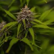 Paradise Seeds - Vertigo Auto