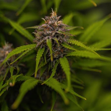 Paradise Seeds - Vertigo Auto