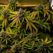 Mint Runtz Auto - Spliff Seeds