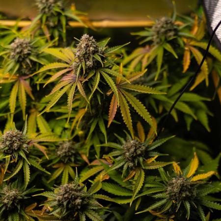 Mint Runtz Auto - Spliff Seeds