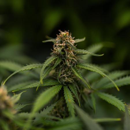 Lemon Crem Kush Auto - Spliff Seeds