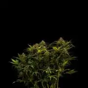 White Widow Auto - Spliff Seeds