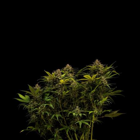 White Widow Auto - Spliff Seeds