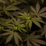 Blue Berry - Spliff Seeds