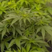 Gorilla Auto - Spliff Seeds