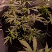 Mendo Frost Auto - Fastbuds