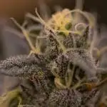 Rainbow Road - Paradise Seeds