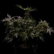 Fast Buds - Papaya Sherbert