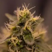 Banana Guava Auto - FastBuds
