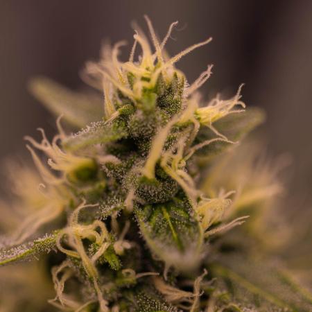Banana Guava Auto - FastBuds