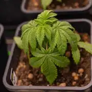 Tester# 60zB x 1500 - Paradise Seeds