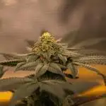 Fast Buds - Rainbow Melon
