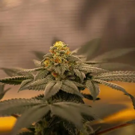 Fast Buds - Rainbow Melon