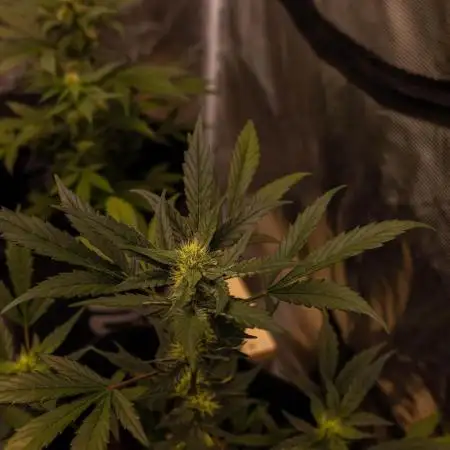 Guava Auto RF3 - FastBuds