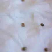 Mendo Guavo Auto