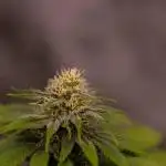 Doppler - Paradise Seeds