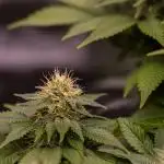 White Berry - Paradise Seeds