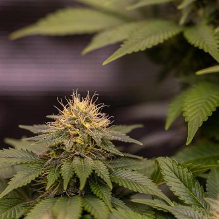 White Berry - Paradise Seeds