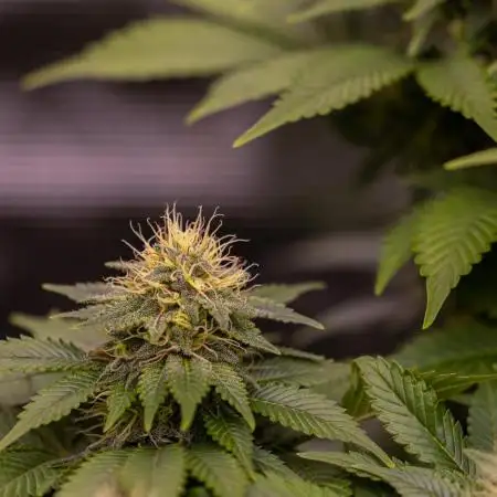 White Berry - Paradise Seeds