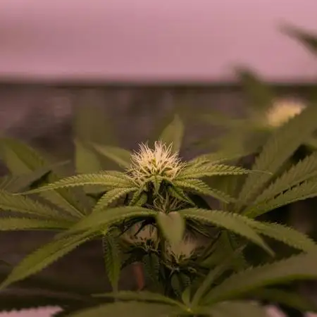 Spliff Seeds - Blue Berry