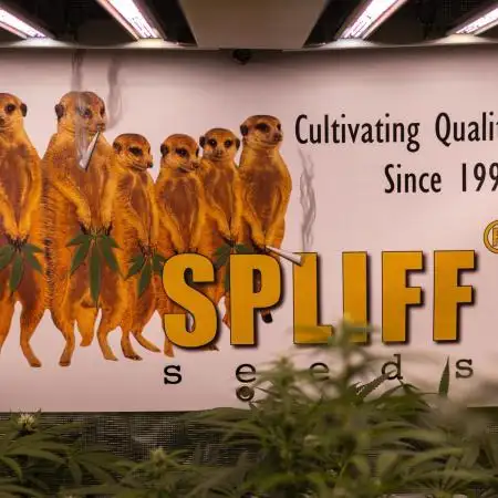 Spliff Seeds - CBD Spliff Berry