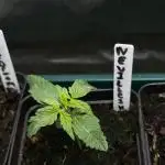 Neville’s Haze Auto