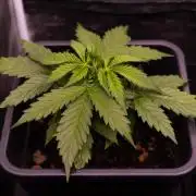 Paradise Seeds - Vertigo Auto
