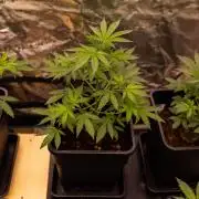 Afghani Gold - Spliff Seeds