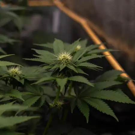 Super Skunk - Spliff Seeds
