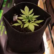 Special Kush - Paradise Seeds