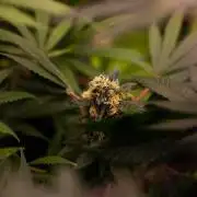 Blue Berry - Spliff Seeds
