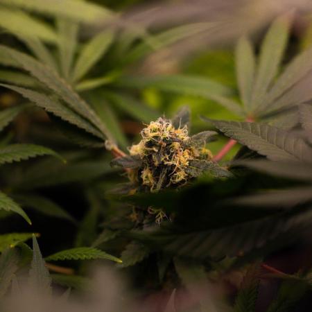 Blue Berry - Spliff Seeds