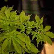 Gorilla Glue - Paradise Seeds