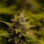 Blue Dream Auto - Spliff Seeds