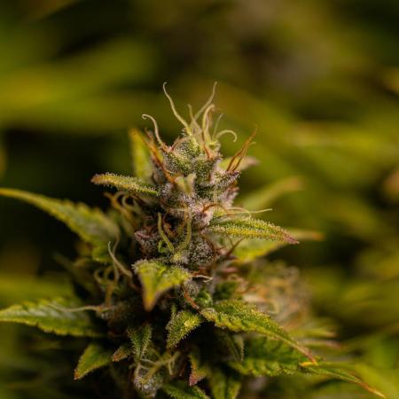 Blue Dream Auto - Spliff Seeds