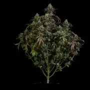 Spliff Seeds - Amnesiac