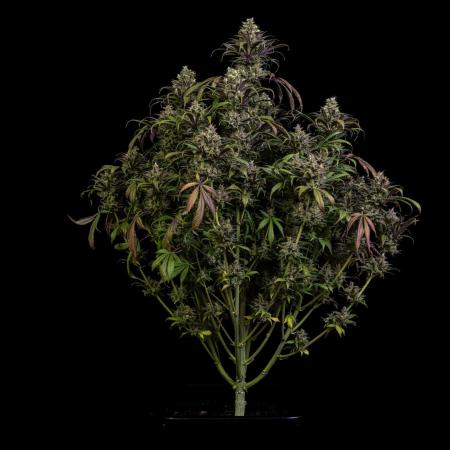 Spliff Seeds - Amnesiac