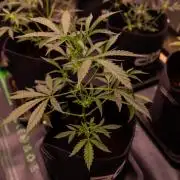 Mendo Guavo Auto
