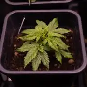 Spliff Seeds - Gelato Auto